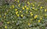 Viola sempervirens  Evergreen violet