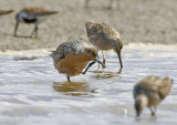 Red Knot