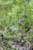 Vicia americana American vetch