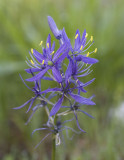 Cammasia quamash  Common camas