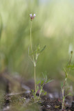 Trifolium oliganthum Few-flowerered clover