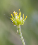 Ranunculus orthorhynchus  Straight-beak buttercup