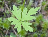 Tiarella trifoliata v. laciniata  Cut-leaf foamflower