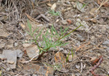 Lomatium gormanii  Gormans biscuitroot