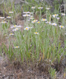 Erigeron filifolius   Threadleaf fleabane