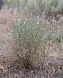 Stephanomeria tenuifolia  Wire lettuce