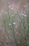 Stephanomeria tenuifolia  Wire lettuce