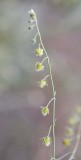Hackelia hispida Showy stickseed