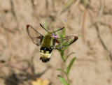 Hummingbird moth