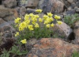 Draba incerta  Yellowstone draba