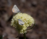 Pacific dotted blue Euphilotes enoptes