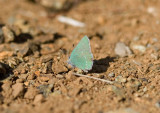 Sheridans Green Hairstreak (Callophrys sheridanii)