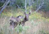 Moose