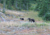 Grizzy bear and cubs, Glacier National Park