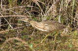 American Bittern