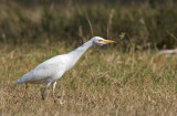 Cattle Egret