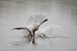 Brown Pelican