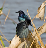 Boat-tailed Grackle