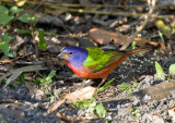 Painted Bunting (M)
