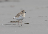 Mountain Plover, Ocean City, WA