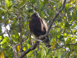 Short-tailed Hawk, Flamingo, FL