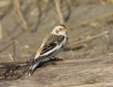 Snow Bunting