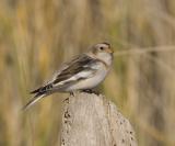 Snow Bunting