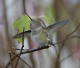 Annas Hummingbird (M)