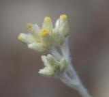 Wrights cudweed  Gnaphalium microcephalum (syn/w  Pseudognaphalium canescens)