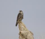 Peregrine Falcon (juv)