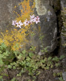 Lithophragma glabra  Smooth prairie star