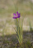 Olsynium (Sisyrinchium) douglasii   Grass widow