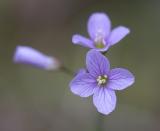 Beautiful bittercress  Cardamine pulcherrima