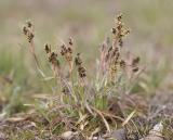 Pacific rush  Luzula campestris (syn. w/ L. comosa)