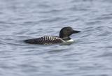 Common Loon (breeding)