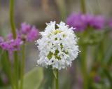 Plectritis congesta   Sea pink