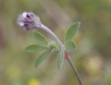 Trifolium variegatum