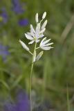 Cammasia leichtlinii  Great camas (white form)