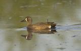 Blue-winged Teal (M)