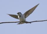 Violet-green Swallow