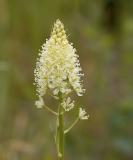 Death camas  Zigadenus venenosus