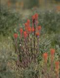 Harsh paintbrush  Castilleja hispida