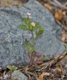 Collomia heterophylla