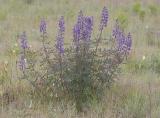 Sickle-keeled lupine  Lupinus albicaulis