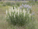 Sickle-keeled lupine  Lupinus albicaulis