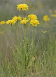 Cut-leaf microseris   Microseris laciniata
