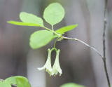 Utah honeysuckle  Lonicera utahensis