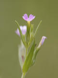 Phlox gracilis (Microsteris gracilis) Slender phlox