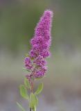 Hardhack  Spiraea douglasii