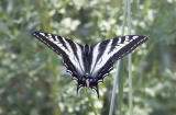 Pale swallowtail nectaring on Dichelostemma (Brodiaea) congestum